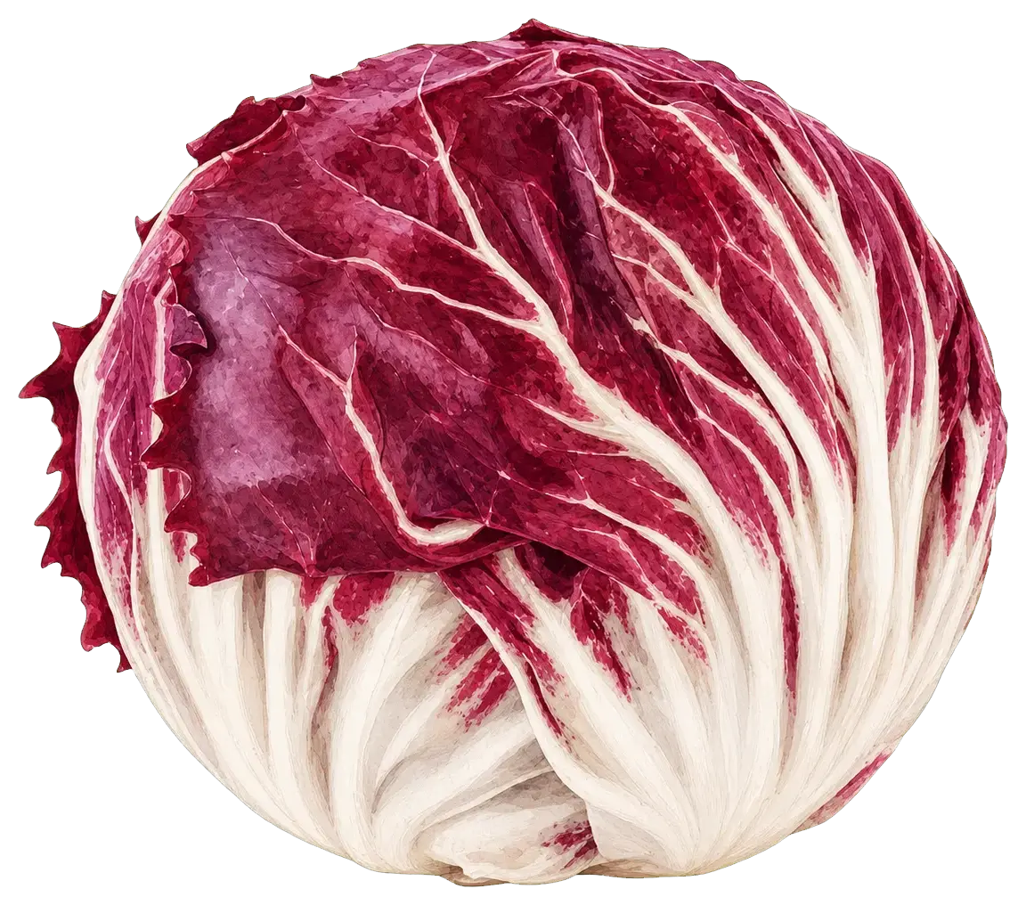 A painted round head of Chioggia radicchio with burgundy leaves and broad ivory ribs
